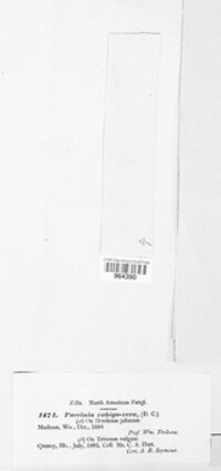 Puccinia recondita image